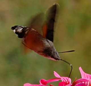 Taubenschwänzchen saugt an Geranienblüte