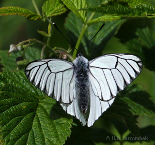 baumweißling mit offenen flügeln
