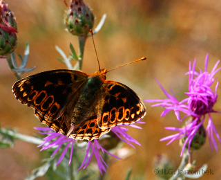 Kleiner Perlmuttfalter 