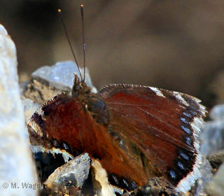 trauermantel-im Harz