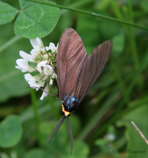 yellow-collared scape moth Cisseps fulvicollis