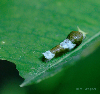 Papilio-memnon_Raupe