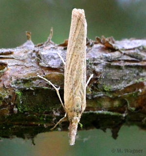 Agriphila-straminella_dorsal