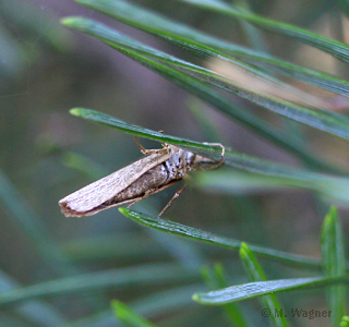 Agriphila-straminella_kaudal