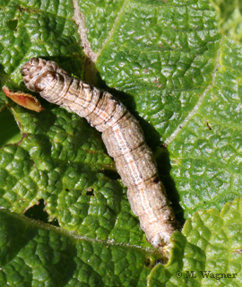Agrotis-exclamationis-Larva