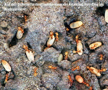Ameisen-räumen-Eier-ins-Bodeninnere