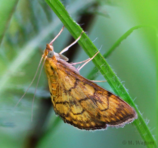 Anania-verbascalis_lateral