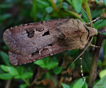 Ausrufungszeichen-Agrotis-exclamationis_dorsal