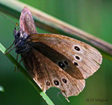 Brauner-Waldvogel_Löcknitztal