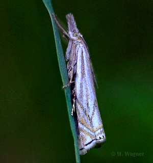 Crambus-lathoniellus