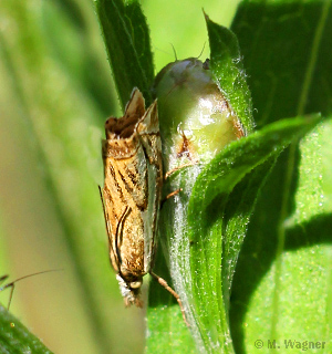 Crambus-lathoniellus_lateral