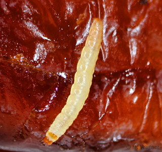 Dörrobstmotte an einer Dattel