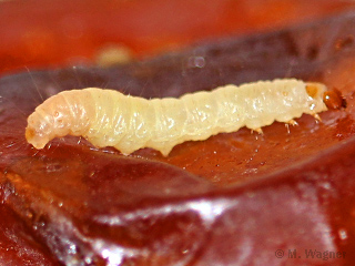 Dörrobstmotte an einer Dattel