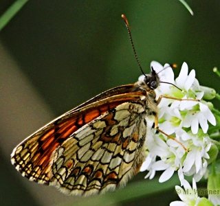 Gemeiner-Scheckenfalter_Graukresse