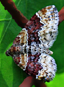 Heller-Rostfarben-Blattspanner