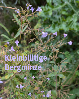 Kleinblütige Bergminze.