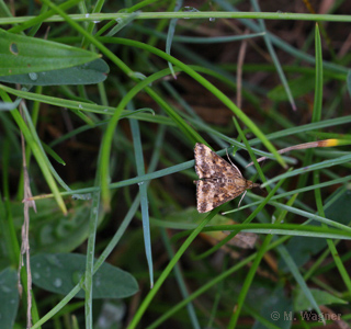 Olivenbrauner-Zünsler dorsal