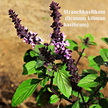 Strauchbasilikum (Ocimum-kiliman-basilicum)