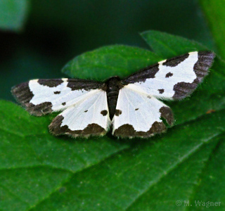 Vogelschmeiß-Spanner_dorsal