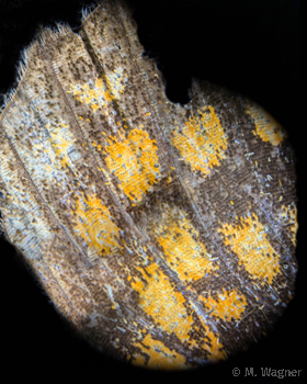 Wachtelweizen-Scheckenfalter-Oberflügel im Mikroskop