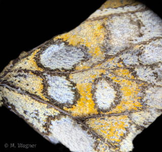 Wachtelweizen-Scheckenfalter Unterflügel im Mikroskop