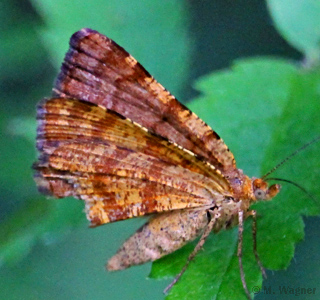 Waldmoorspanner-Weibchen-Macaria-brunneata