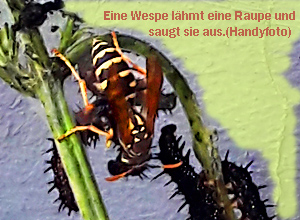 Wespe-frisst-Raupe