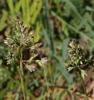 Wiesen-Rispengras Poa pratensis