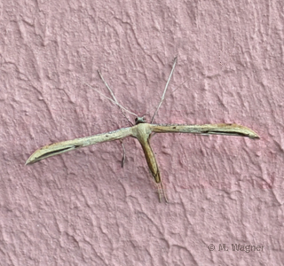 Windengeistchen Emmelina monodactyla