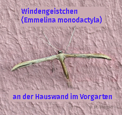 Windengeistchen