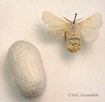 An den Beitrag angehängtes Bild: http://www.schmetterlingeinwildauundberlin.de/schmetterlingswiese/maulbeerspinner.jpg
