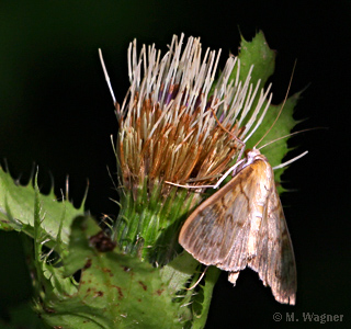 nesselzünsler an kohldistel