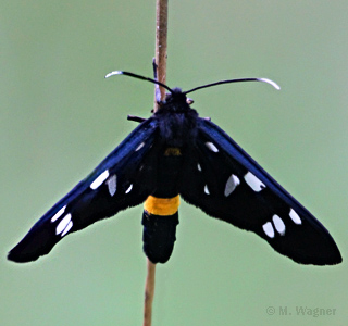 wei&szlig;fleckwidderchen