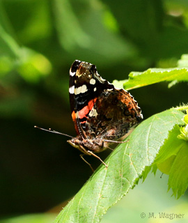 Admiral-in-Ramsau