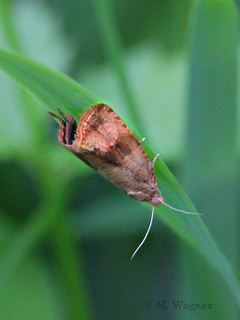 Celypha striana