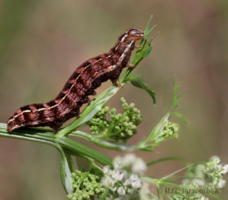 Cerastis rubricosa  Raupe