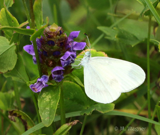 Echter-Senfweißling-an-Kleiner-Braunelle