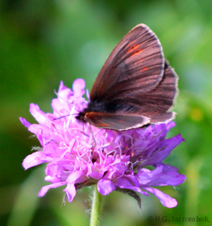 Gelbgefleckter-Mohrenfalter-Erebia-manto