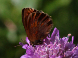 Gelbgefleckter-Mohrenfalter-Erebia-manto