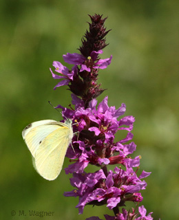 Großer_Kohlweißling an Blutweiderich