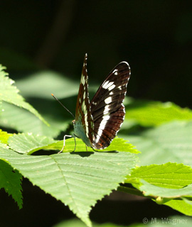 Kleiner-Eisvogel-(Limenitis-camilla)