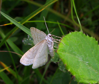 Mesotype verberata laeral