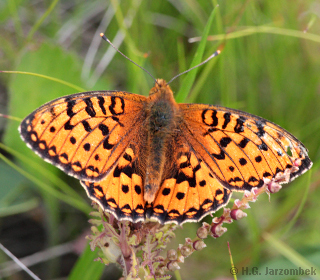 Mittlerer Perlmuttfalter  Fabriciana niobe