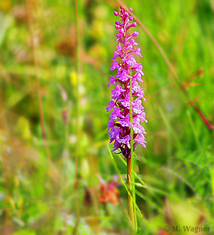 Mücken-Händelwurz Gymnadenia conopsea