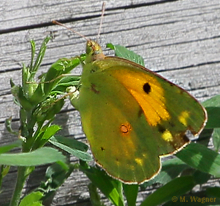 Postillion_Eiablage-an-Saat-Luzerne