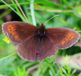 Quellen-Mohrenfalter-Erebia-pronoe