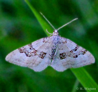 Schwarzbraunbinden-Blattspanner Xanthorhoe montanata