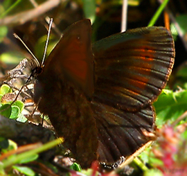 Schweizer-Schillernder-Mohrenfalter_lateral