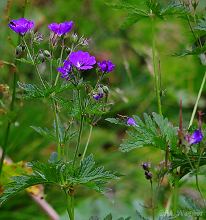 Wald-Storchschnabel Geranium sylvaticum