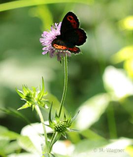 Weißbindiger-Mohrenfalter-an-Acker-Witwenblume